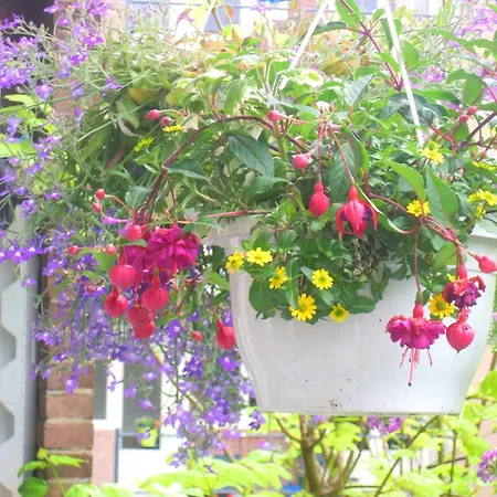 Missortelia Amsterdam