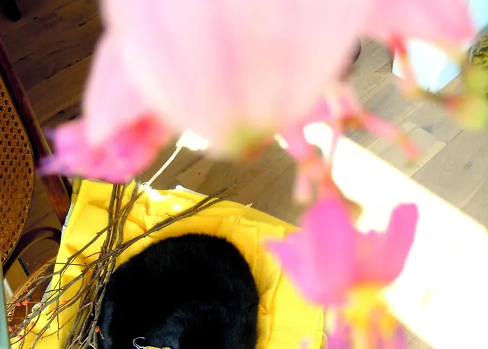 Missortelia Amsterdam