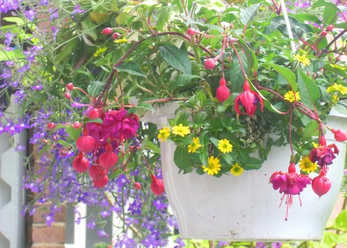 Missortelia Amsterdam