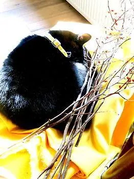 Missortelia Amsterdam